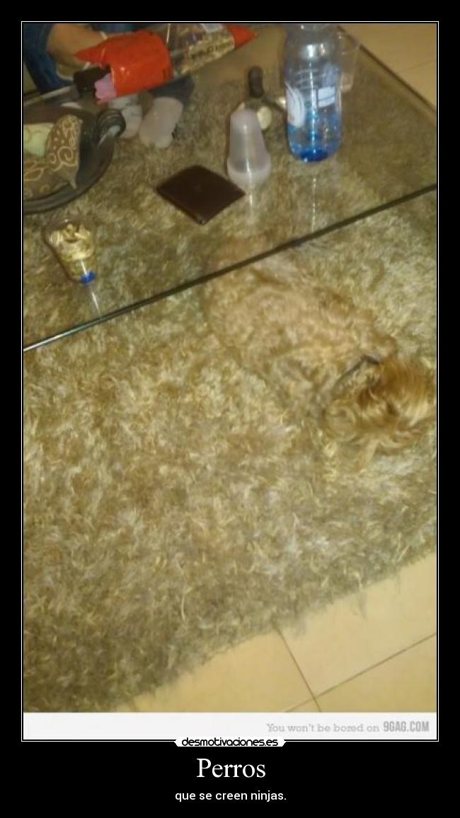 Perros - que se creen ninjas.