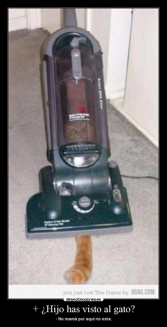 + ¿Hijo has visto al gato? - 