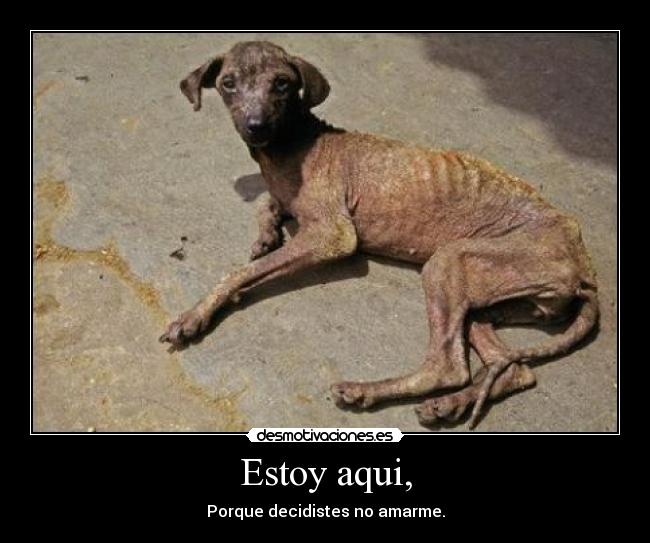 Estoy aqui, - Porque decidistes no amarme.