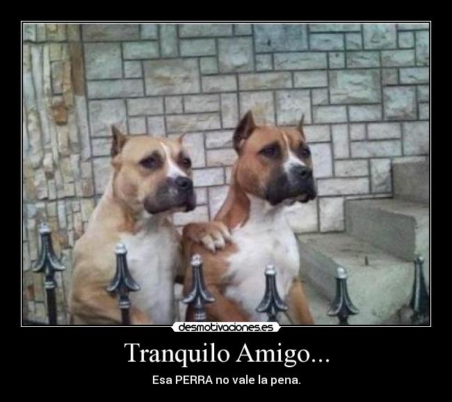 Tranquilo Amigo... - Esa PERRA no vale la pena.