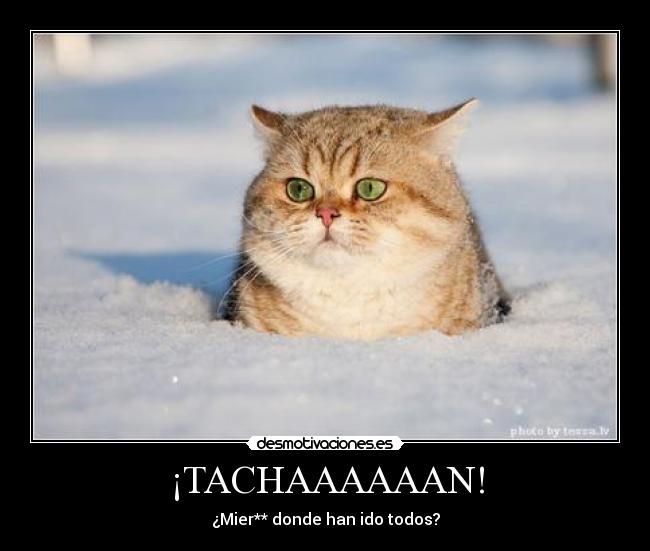 carteles gatos desmotivaciones