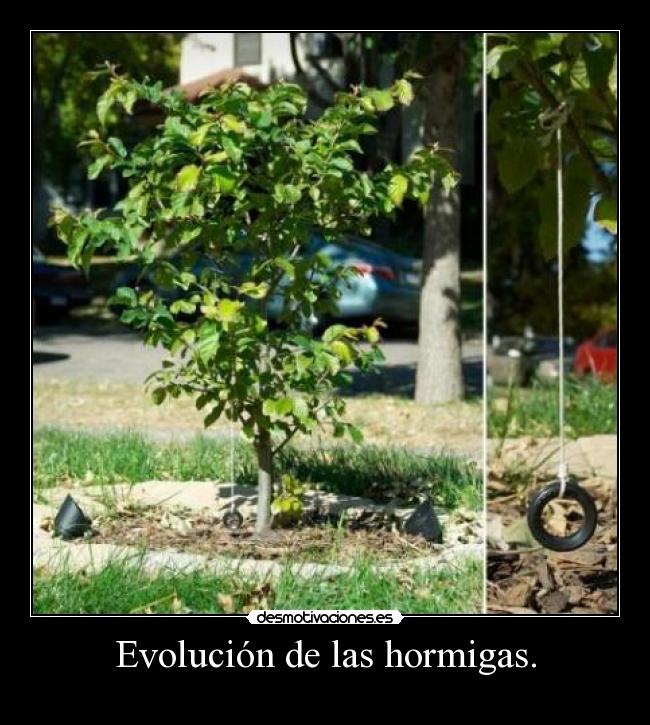 Evolución de las hormigas. - 