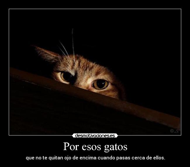 Por esos gatos - que no te quitan ojo de encima cuando pasas cerca de ellos.
