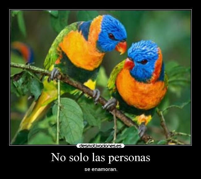 No solo las personas - se enamoran.