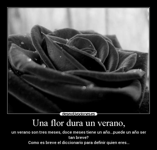 Una flor dura un verano, - un verano son tres meses, doce meses tiene un año...puede un año ser tan breve?
Como es breve el diccionario para definir quien eres...