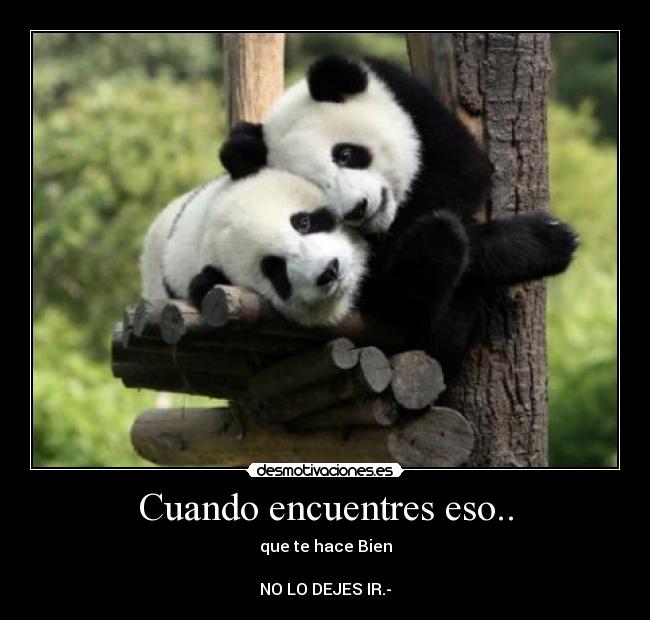 carteles pandas amor amistad morderische puppe union desmotivaciones