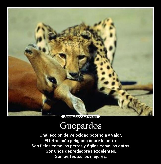 Guepardos - 