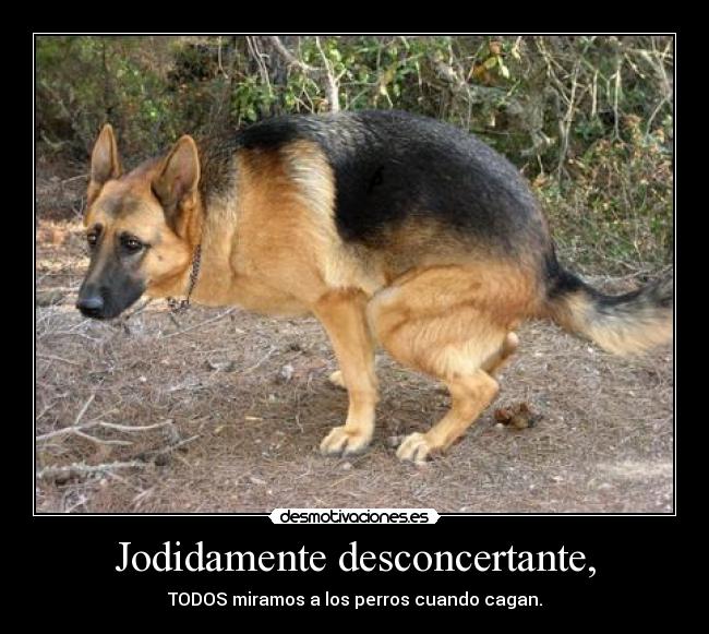 Jodidamente desconcertante, - TODOS miramos a los perros cuando cagan.