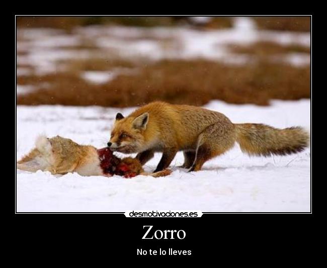 Zorro -