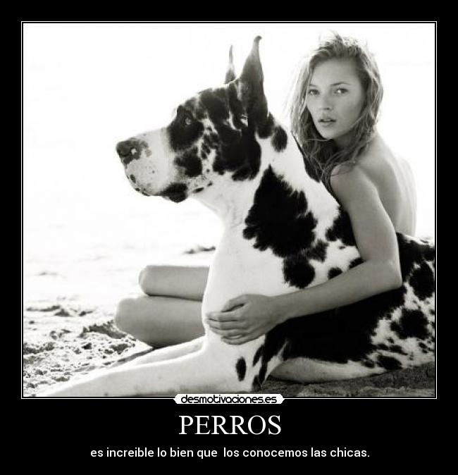 PERROS -