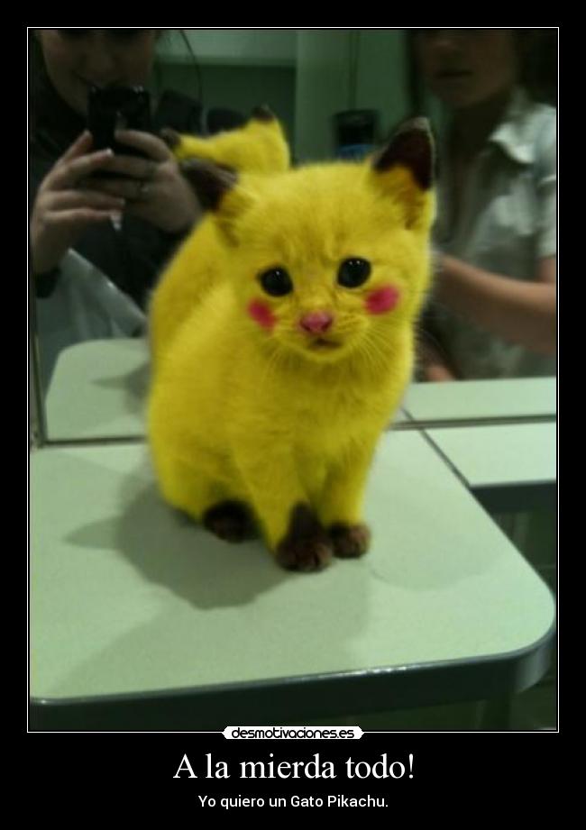 A la mierda todo! - Yo quiero un Gato Pikachu.