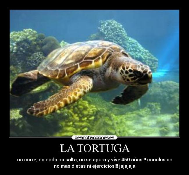 LA TORTUGA - 