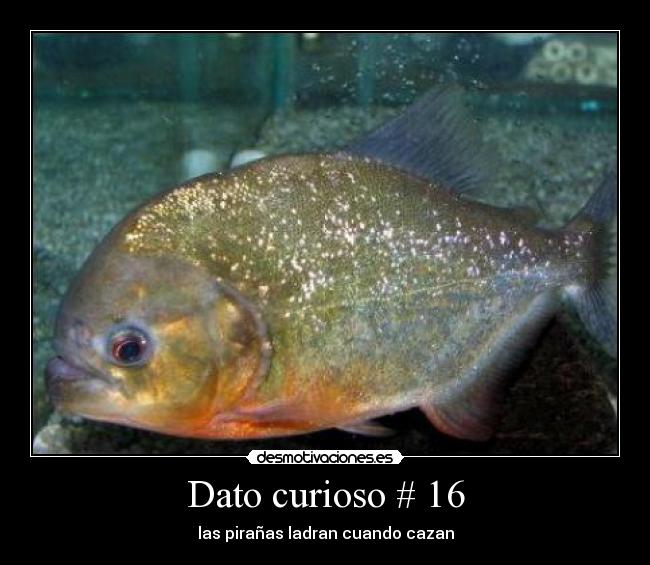 Dato curioso # 16 - las pirañas ladran cuando cazan