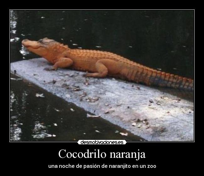 Cocodrilo naranja - una noche de pasión de naranjito en un zoo
