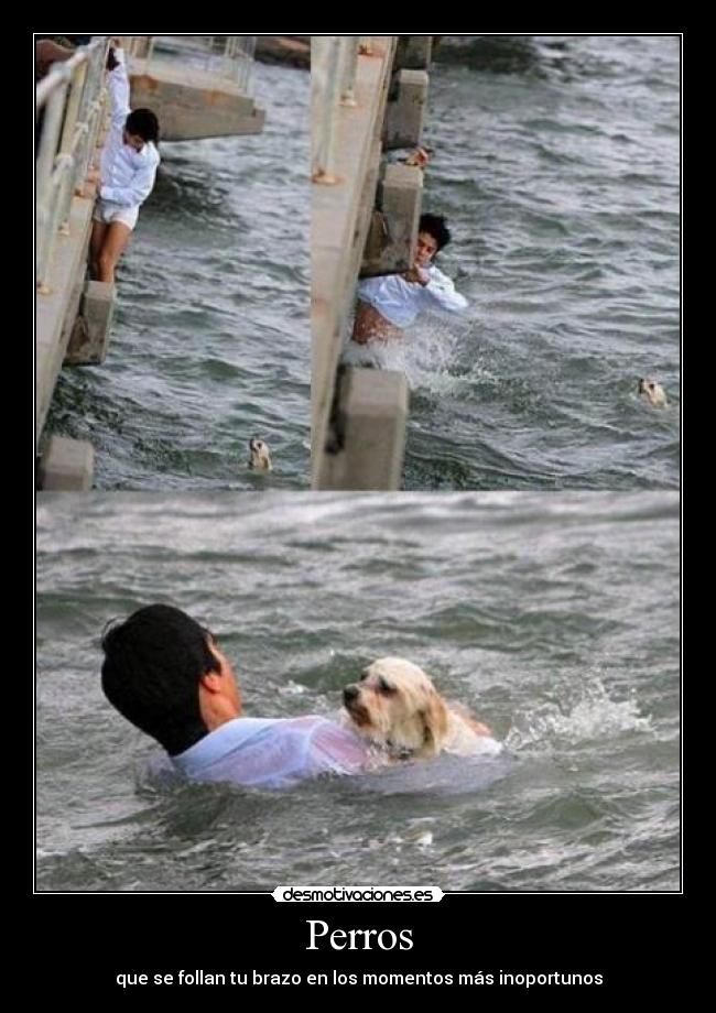 Perros - que se follan tu brazo en los momentos más inoportunos