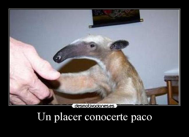 Un placer conocerte paco - 