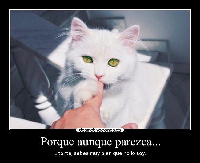Porque aunque parezca... - ...tonta, sabes muy bien que no lo soy.