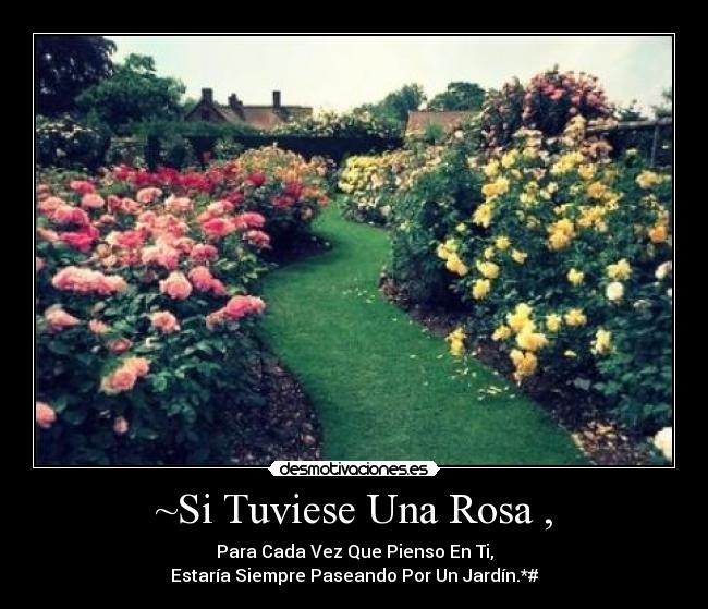 ~Si Tuviese Una Rosa , -