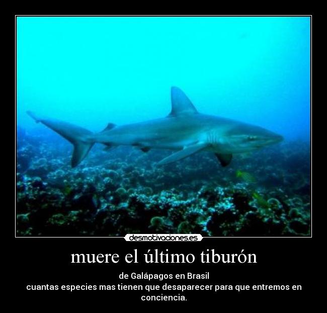 muere el último tiburón - de Galápagos en Brasil
cuantas especies mas tienen que desaparecer para que entremos en conciencia.