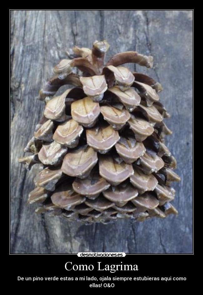 Como Lagrima - De un pino verde estas a mi lado, ojala siempre estubieras aqui como ellas! O&O