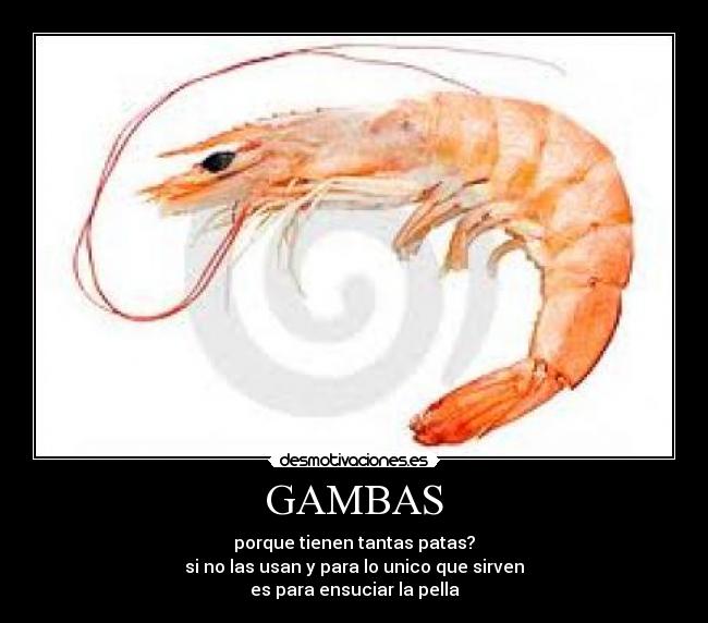 GAMBAS - porque tienen tantas patas?
si no las usan y para lo unico que sirven
es para ensuciar la pella