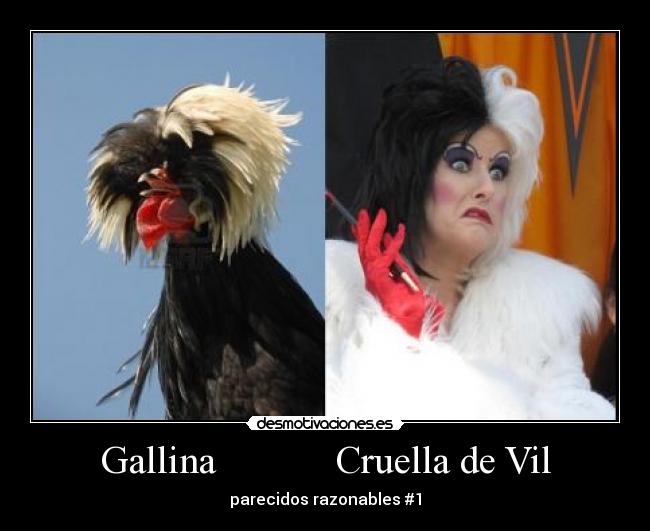 Gallina Cruella de Vil - parecidos razonables #1