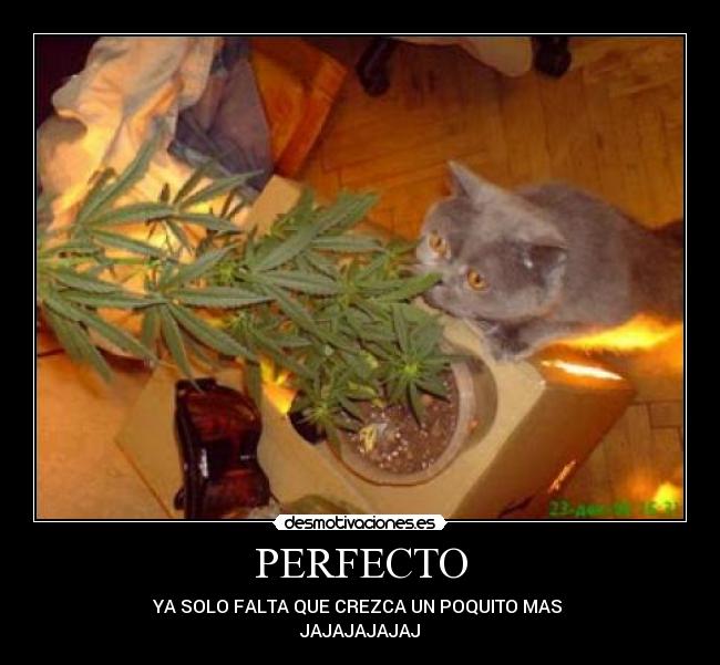 PERFECTO - 