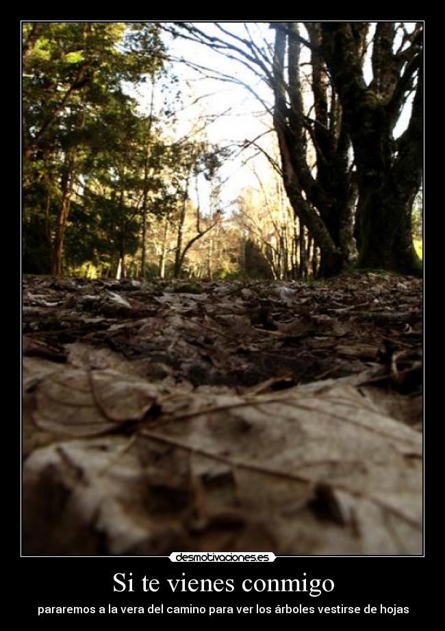 Si te vienes conmigo - pararemos a la vera del camino para ver los árboles vestirse de hojas