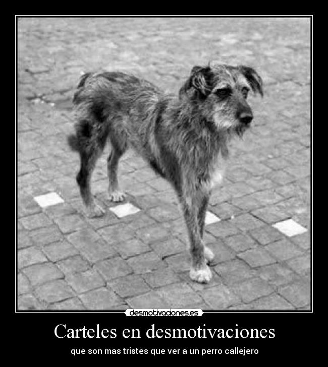 Carteles en desmotivaciones - que son mas tristes que ver a un perro callejero