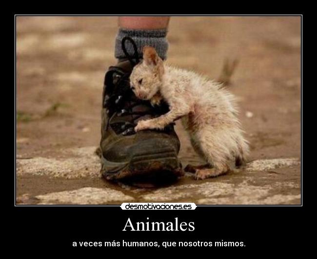 Animales - a veces más humanos, que nosotros mismos.