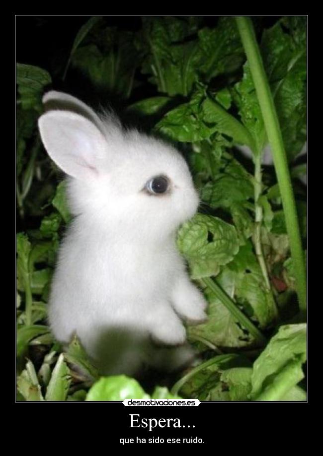 Espera... -
