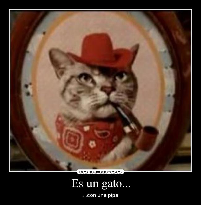 Es un gato... -