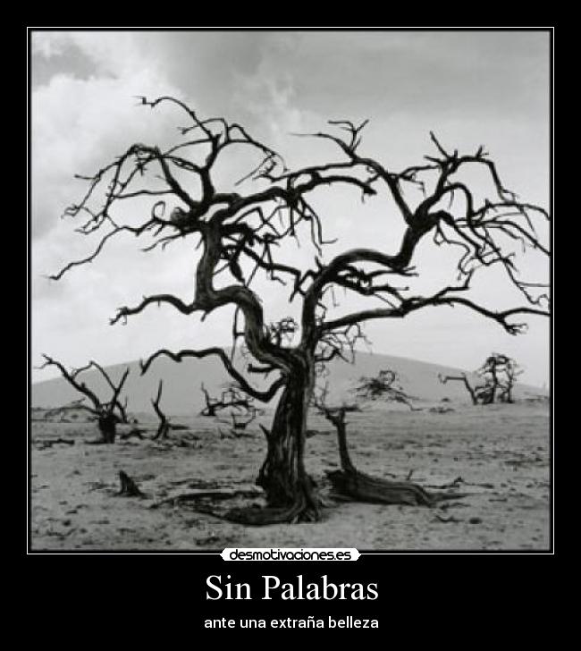Sin Palabras - 