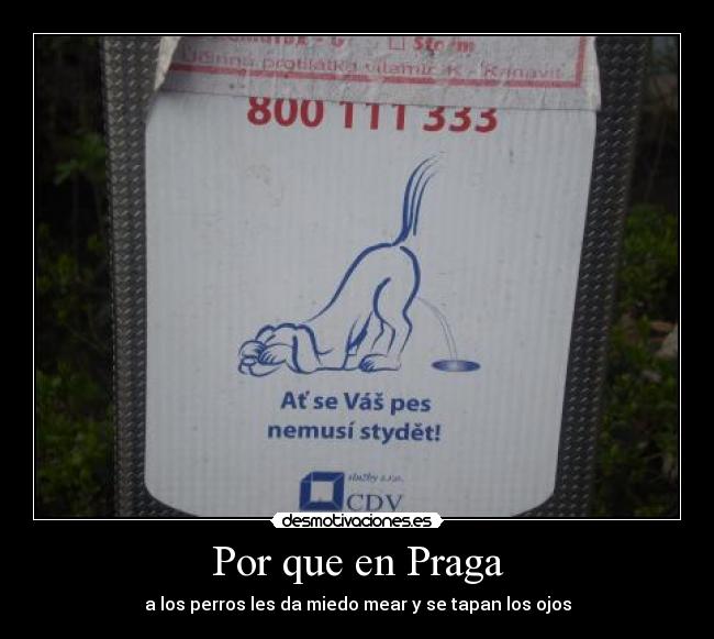 Por que en Praga - a los perros les da miedo mear y se tapan los ojos