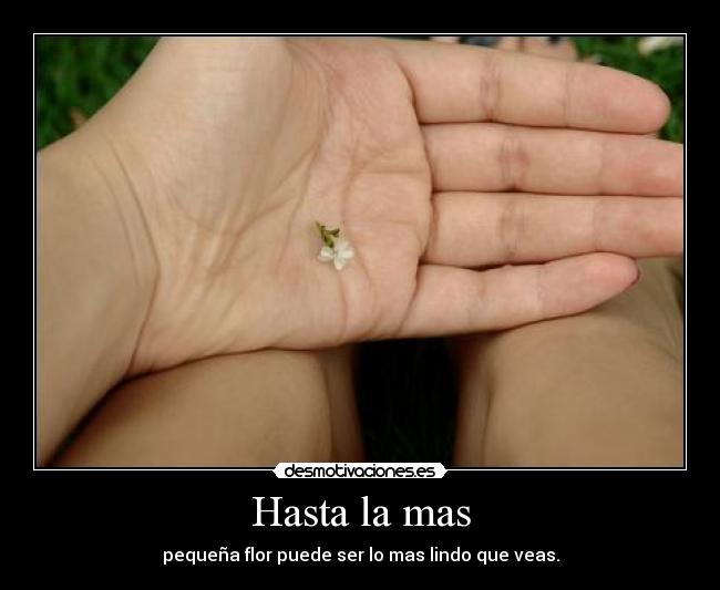 Hasta la mas - pequeña flor puede ser lo mas lindo que veas.