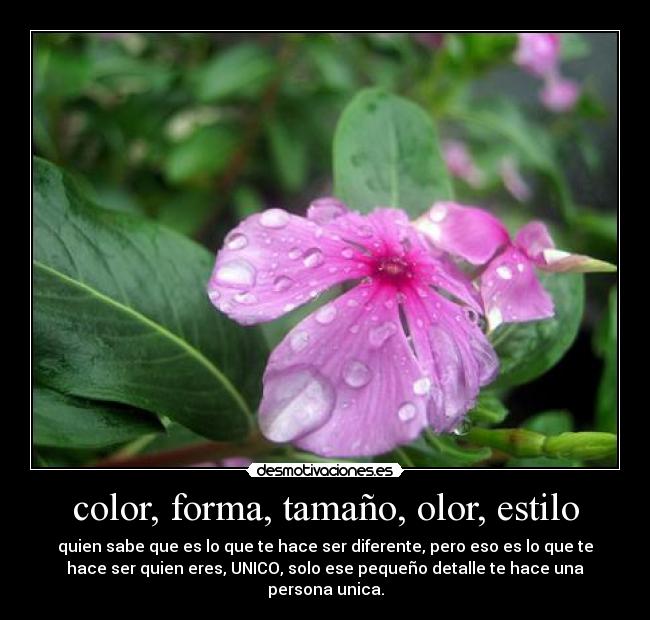 color, forma, tamaño, olor, estilo - 