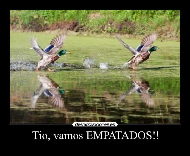 carteles patos desmotivaciones