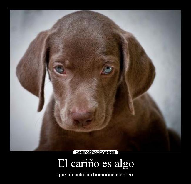 El cariño es algo - que no solo los humanos sienten.