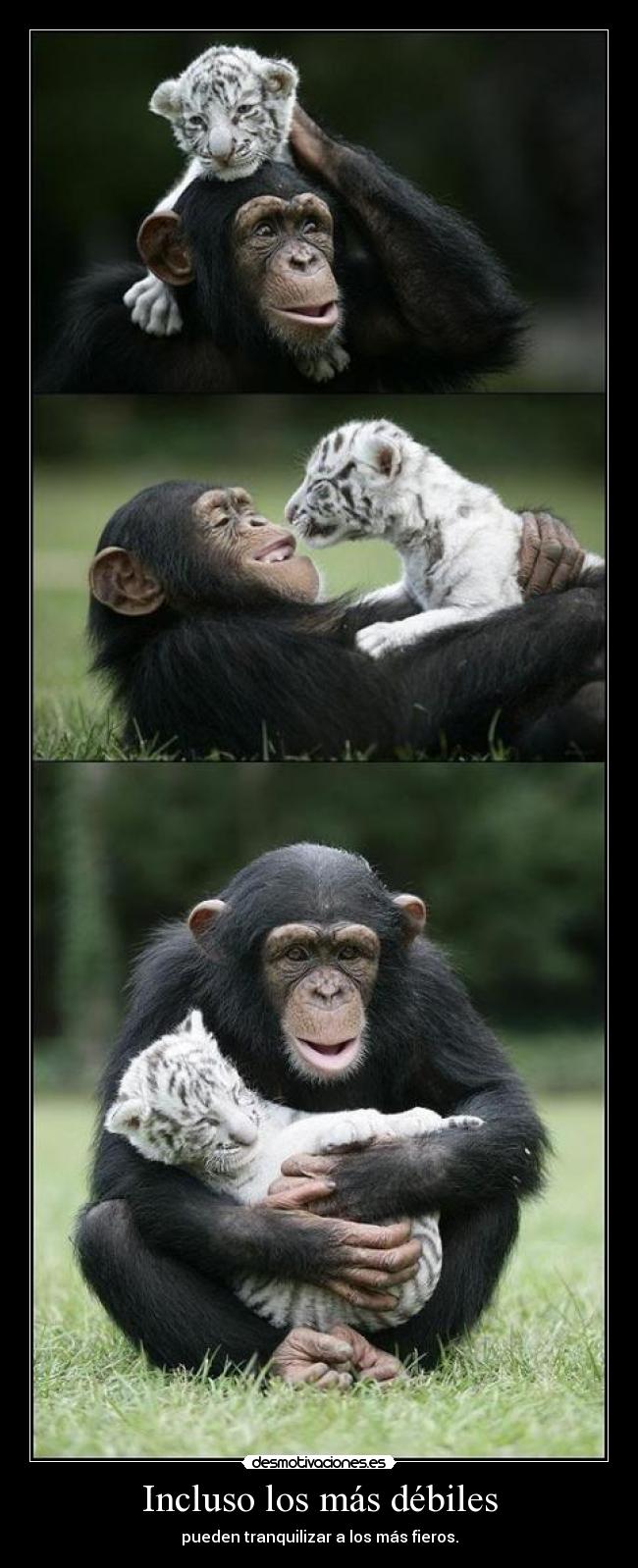 Incluso los más débiles -