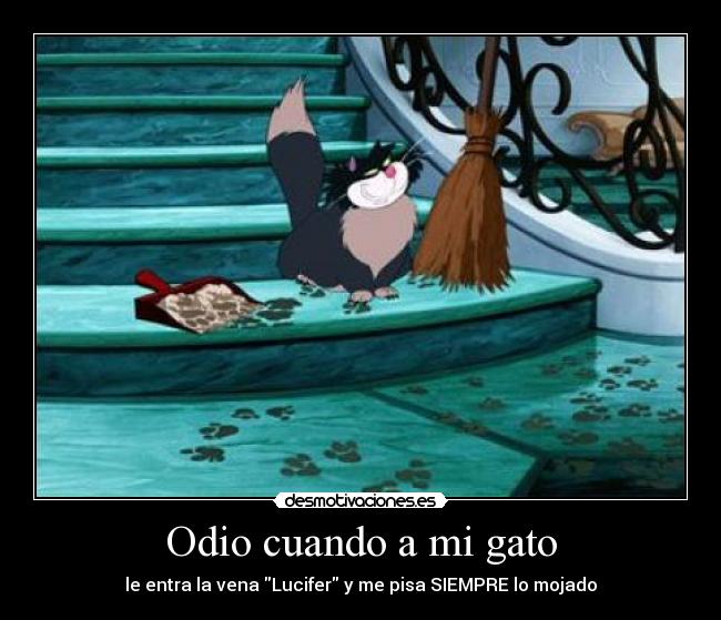 Odio cuando a mi gato - le entra la vena Lucifer y me pisa SIEMPRE lo mojado