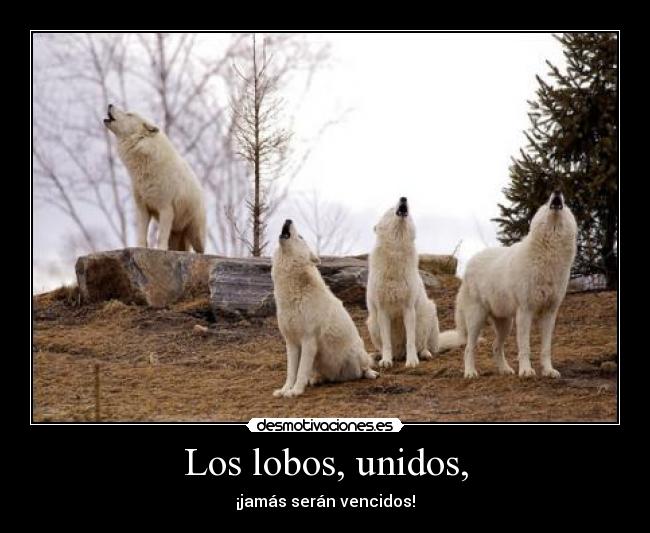 Los lobos, unidos, - ¡jamás serán vencidos!