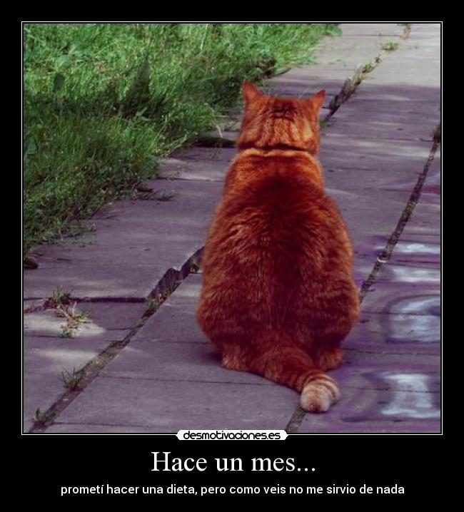 Hace un mes... - prometí hacer una dieta, pero como veis no me sirvio de nada