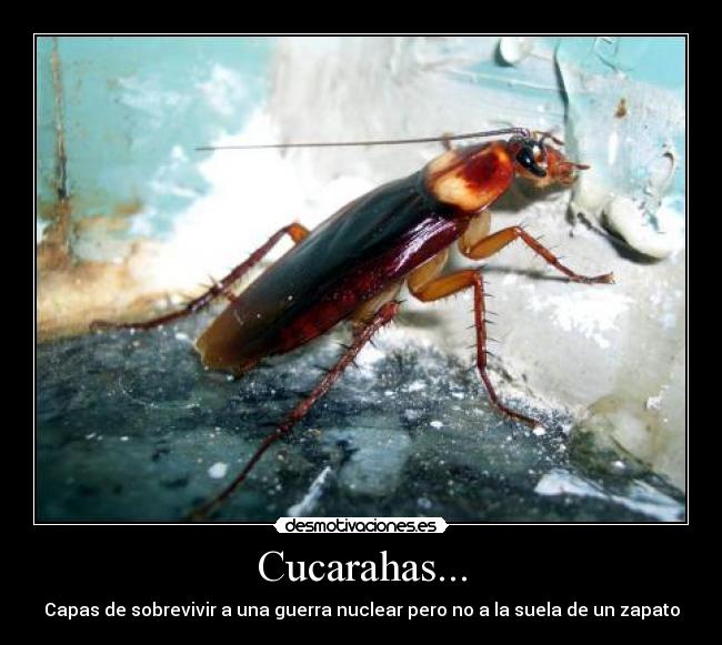 carteles cucaracha nuclear guerra roja tontas desmotivaciones