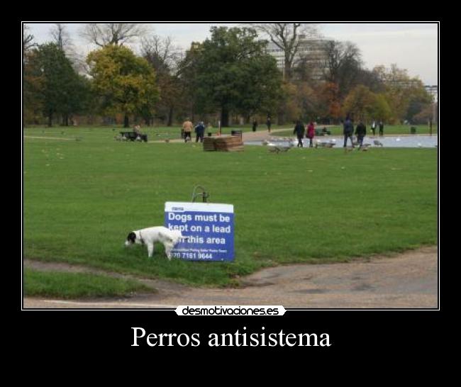 Perros antisistema -