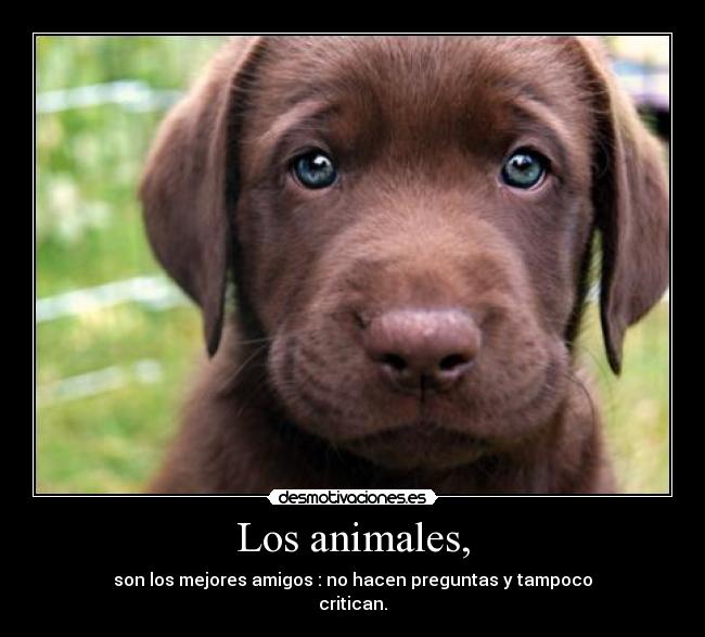 Los animales, - 