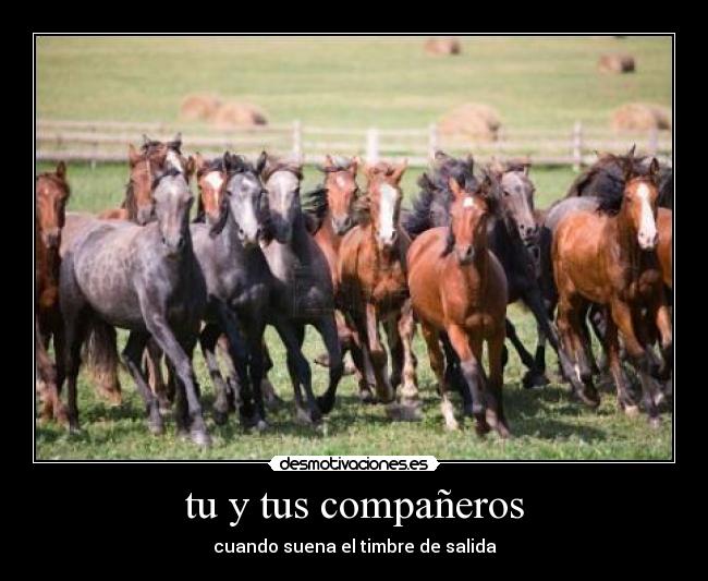 tu y tus compañeros - 