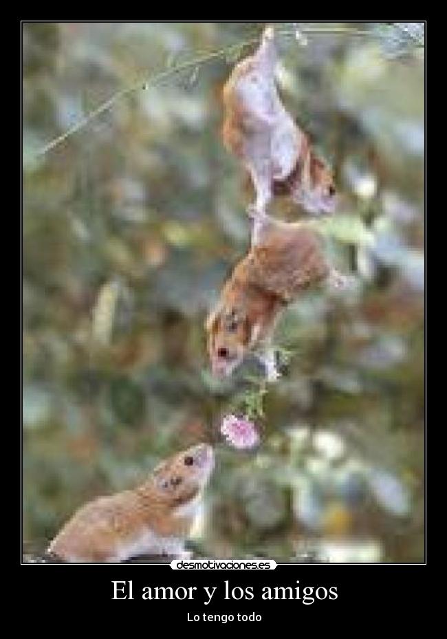El amor y los amigos - 
