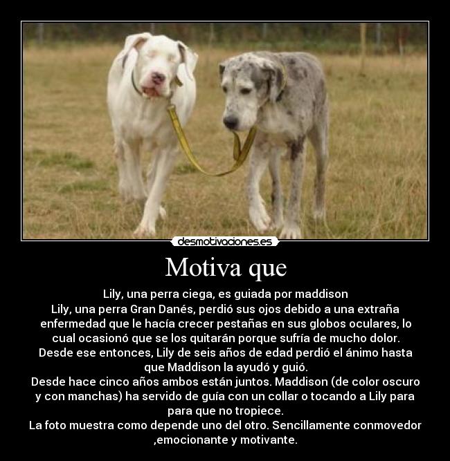 Motiva que - Lily, una perra ciega, es guiada por maddison
Lily, una perra Gran Danés, perdió sus ojos debido a una extraña
enfermedad que le hacía crecer pestañas en sus globos oculares, lo
cual ocasionó que se los quitarán porque sufría de mucho dolor.
Desde ese entonces, Lily de seis años de edad perdió el ánimo hasta
que Maddison la ayudó y guió.
Desde hace cinco años ambos están juntos. Maddison (de color oscuro
y con manchas) ha servido de guía con un collar o tocando a Lily para
para que no tropiece.
La foto muestra como depende uno del otro. Sencillamente conmovedor
,emocionante y motivante.