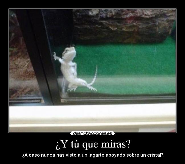 ¿Y tú que miras? - ¿A caso nunca has visto a un lagarto apoyado sobre un cristal?