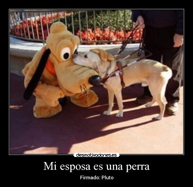 Mi esposa es una perra - Firmado: Pluto